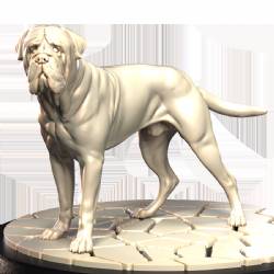 Bull Mastiff (2)